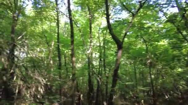 Tunnel Alberi Strada Nella Foresta Rami Albero Sulla Strada Camminare — Video Stock