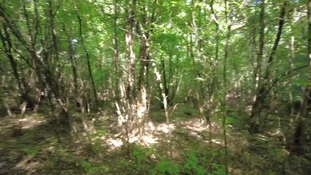 Baumtunnel Straße Wald Äste Auf Der Straße Spaziergang Der Natur — Stockvideo