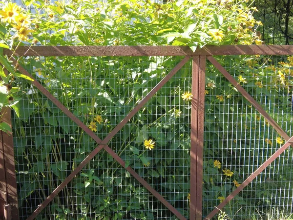 Vieille Porte Fleurs Portail Métallique Fleurs Clôture Transparente — Photo