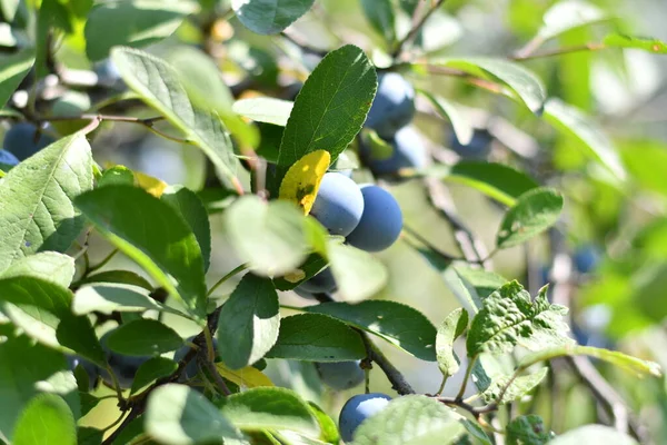 Prunes Sur Une Branche Belles Prunes Bleues — Photo