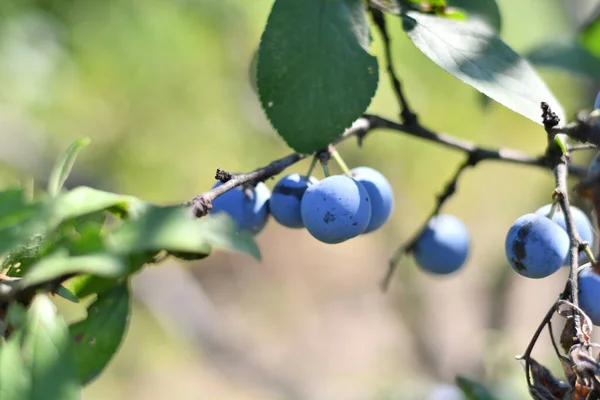 Ciruelas Una Rama Hermosas Ciruelas Azules —  Fotos de Stock