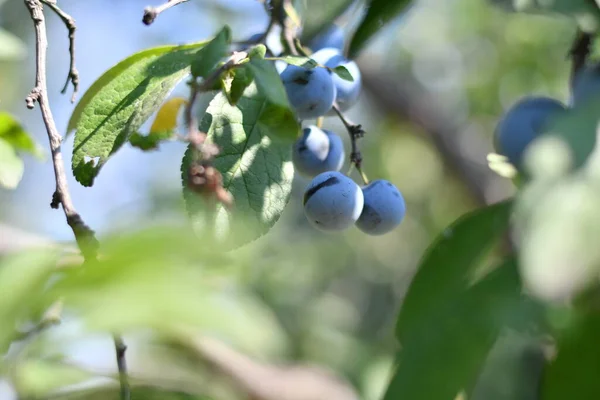 Ciruelas Una Rama Hermosas Ciruelas Azules —  Fotos de Stock