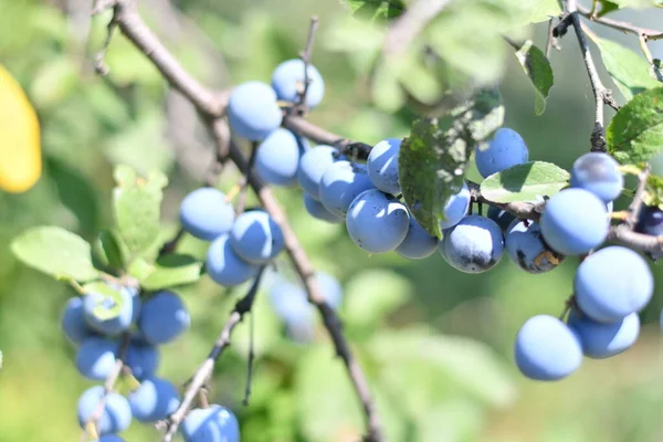 plums on a branch. beautiful blue plums