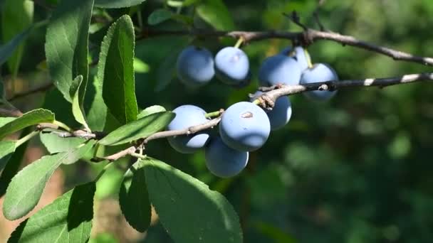 Pruimen Een Tak Mooie Blauwe Pruimen — Stockvideo