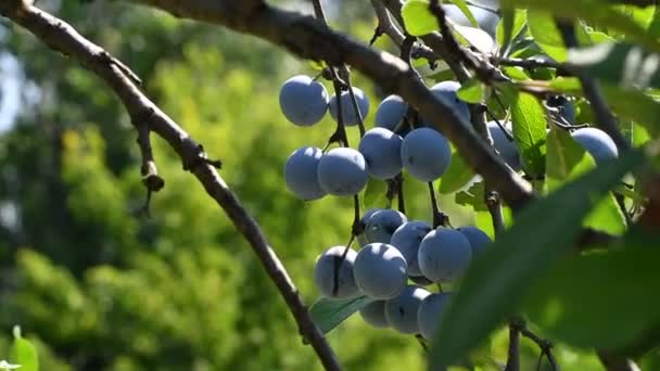 Ciruelas Una Rama Hermosas Ciruelas Azules — Vídeo de stock