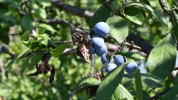 Prunes Sur Une Branche Belles Prunes Bleues — Video