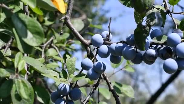 Prunes Sur Une Branche Belles Prunes Bleues — Video