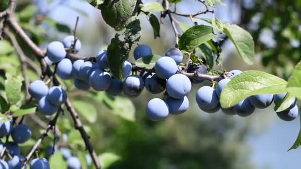 Pruimen Een Tak Mooie Blauwe Pruimen — Stockvideo