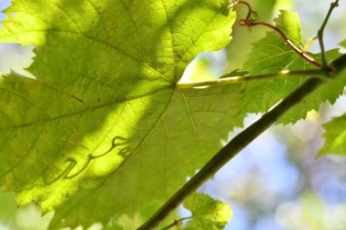 yeşil üzüm yaprakları. Yeşil yaprakların üzerindeki ışık ve gölge. Üzüm üzerindeki güneş ışınları