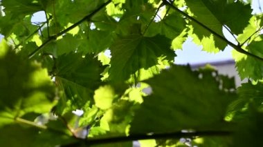 yeşil üzüm yaprakları. Yeşil yaprakların üzerindeki ışık ve gölge. Üzüm üzerindeki güneş ışınları