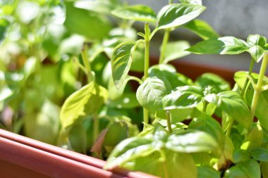 yeşil fesleğen. Çiçek tarhında fesleğen.