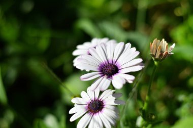 Muhteşem beyaz papatyalar. Çiçek tarhında güzel papatyalar