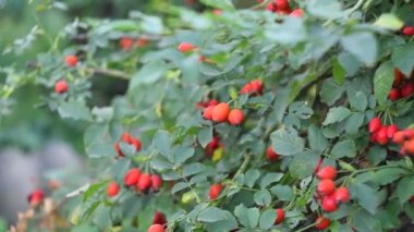 Böğürtlen. Gül çalısı. turuncu güllük.