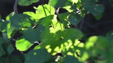 Güneş ışınları ve yeşil yapraklar. Işık huzmeleri