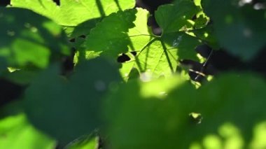 Güneş ışınları ve yeşil yapraklar. Işık huzmeleri