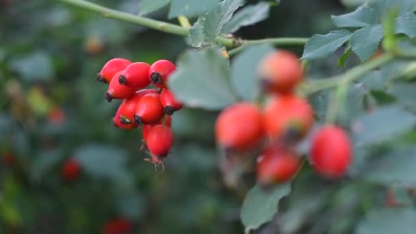 Rosehip Berries Rose Bush Orange Rosehip — Stock Video