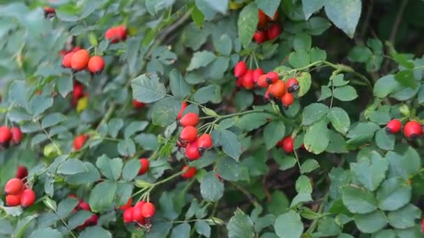 Hagebuttenbeeren Rosenbusch Orangene Hagebutte — Stockvideo