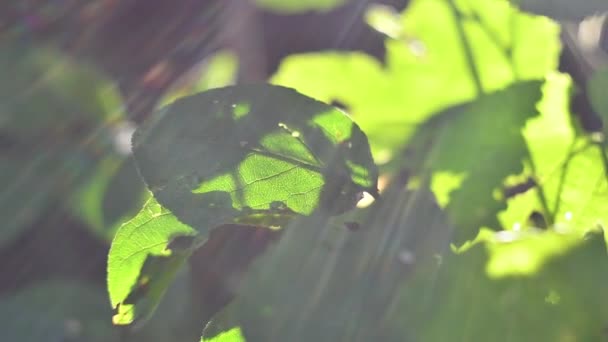 Rayos Sol Hojas Verdes Rayos Luz — Vídeos de Stock