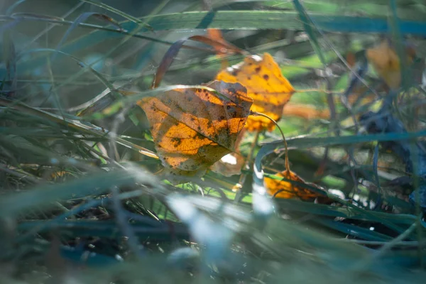 beautiful yellow leaves in the rays. sun and autumn leaves. sunset rays on orange leaves