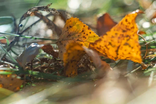 Mooie Gele Bladeren Stralen Zon Herfstbladeren Zonsondergang Stralen Oranje Bladeren — Stockfoto