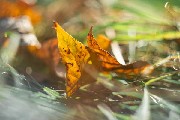 Mooie Gele Bladeren Stralen Zon Herfstbladeren Zonsondergang Stralen Oranje Bladeren — Stockfoto