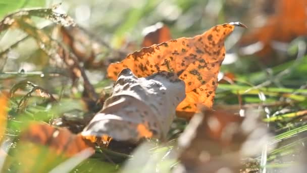 Mooie Gele Bladeren Stralen Zon Herfstbladeren Zonsondergang Stralen Oranje Bladeren — Stockvideo