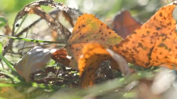아름다운 나뭇잎들 있습니다 주황색 가지는 — 비디오