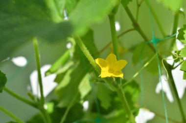 yeşil salatalık asması. Salatalık yaprakları ve çiçekler. Küçük sarı çiçekler.