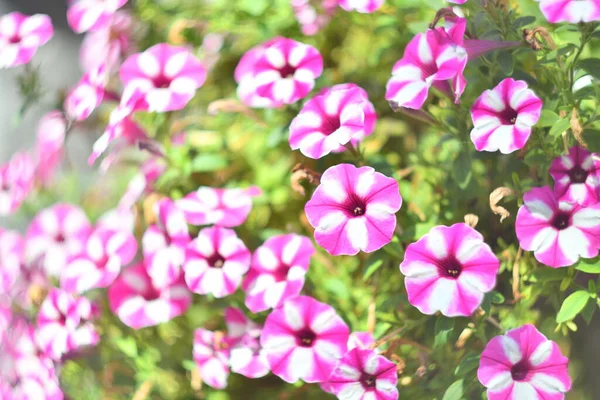Pequeñas Petunias Hermosas Petunias Decorativas Hermosas Campanas Flores Lirios Muy — Foto de Stock