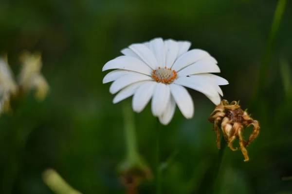 美しい白いデイジー 花壇のカモミールよ 緑の白い花 美しい花びら — ストック写真