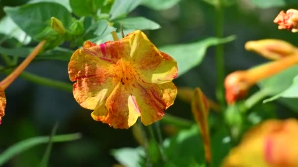 Kis Gyönyörű Petúniák Dekoratív Petúniák Gyönyörű Virágok Harangjai Nagyon Kicsi — Stock videók