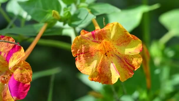 Pequeñas Petunias Hermosas Petunias Decorativas Hermosas Campanas Flores Lirios Muy — Vídeos de Stock