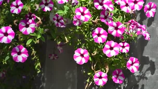 Pequenas Belas Petúnias Petúnias Decorativas Belas Flores Sinos Lírios Muito — Vídeo de Stock