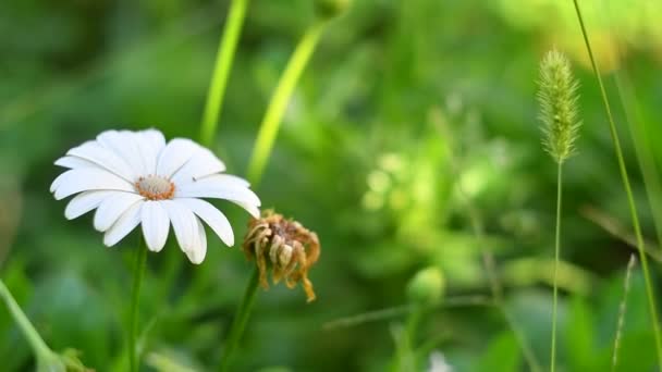 Vacker Vit Tusensköna Kamomill Rabatten Vit Blomma Grönska Vackra Kronblad — Stockvideo