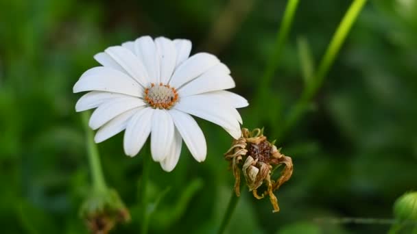 Gyönyörű Fehér Százszorszép Kamilla Virágágyásban Fehér Virág Növényzetben Gyönyörű Szirmok — Stock videók