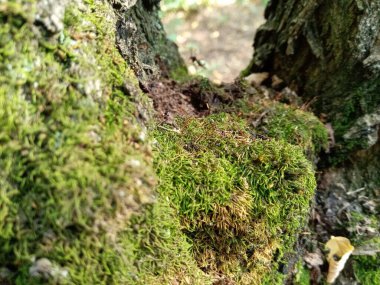Ağaçtaki güzel yeşil yosun.
