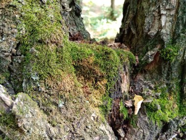 Ağaçtaki güzel yeşil yosun.