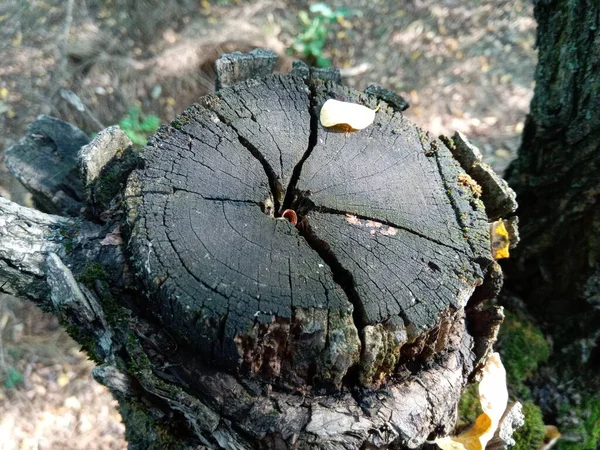 Viejo Tocón Árbol Agrietado Textura Ébano Tronco Acacia Grietas Profundas — Foto de Stock