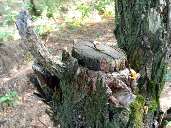 Yaşlı Çatlak Ağaç Kütüğü Abanoz Desenli Akasya Nın Gövdesi Ormandaki — Stok fotoğraf