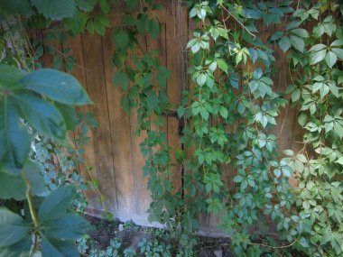 Eski ahşap kapı ve yabani üzümler