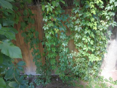 Eski ahşap kapı ve yabani üzümler