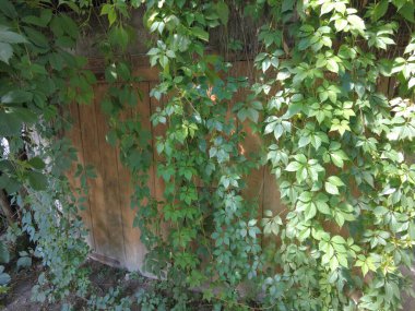 Eski ahşap kapı ve yabani üzümler