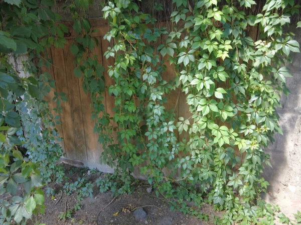 Vecchio Cancello Legno Uva Selvatica — Foto Stock