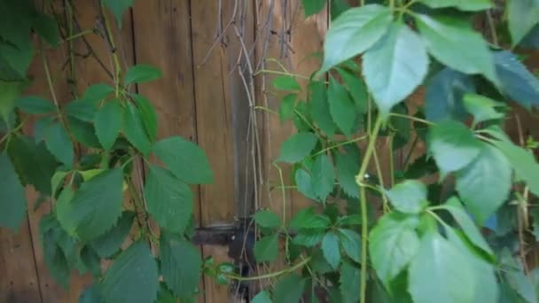 古い木製の門と野生のブドウ — ストック動画