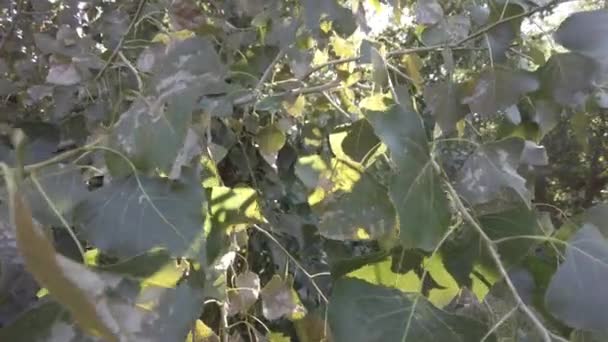 Hojas Otoño Árbol Hojas Verdes Viento Rayos Sol Bengalas Color — Vídeos de Stock