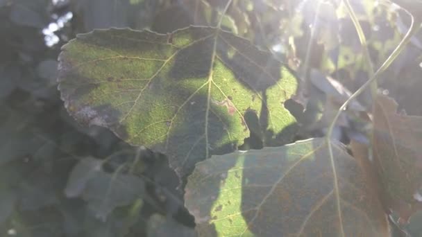 Herfstbladeren Aan Boom Groene Bladeren Wind Zonnestralen Fakkels Neutrale Kleur — Stockvideo