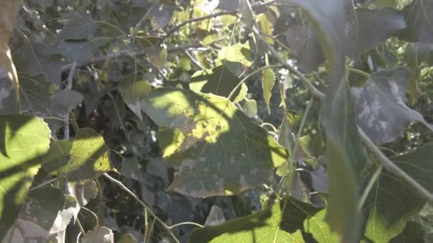 Herbstblätter Baum Grüne Blätter Wind Sonnenstrahlen Und Fackeln Neutrale Farbe — Stockvideo