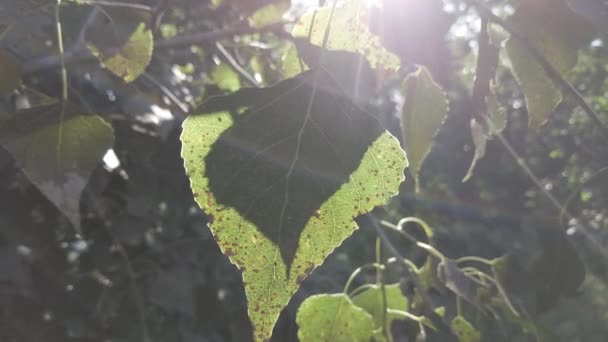 Herfstbladeren Aan Boom Groene Bladeren Wind Zonnestralen Fakkels Neutrale Kleur — Stockvideo