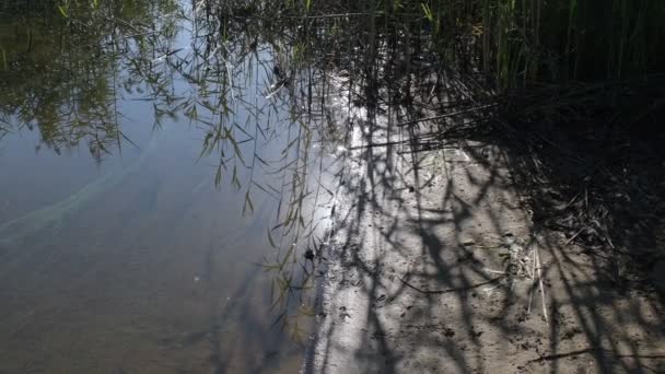 Отражение Воде Чистая Вода Тростник Отражается Воде Видео Природы Плоский — стоковое видео