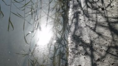 Sudaki yansıma. Temiz su. Sazlıklar suya yansıyor. Doğa videosu. Düz profil. 4k video